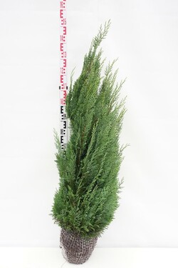 Puskiparisis lausono (Lot Chamaecyparis l.) 'White Spot' 100-125 CM RB