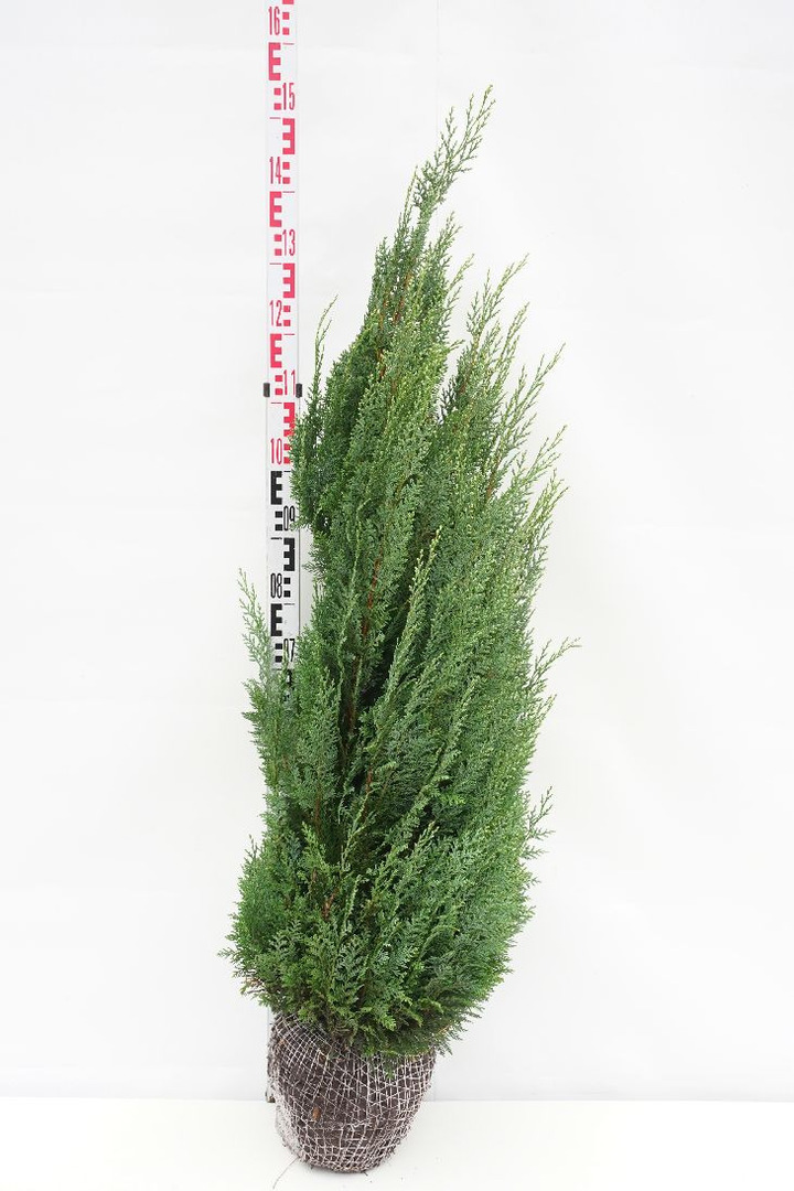 Puskiparisis lausono (Lot Chamaecyparis l.) 'White Spot' 100-125 CM RB