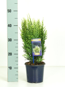 Puskiparisis lausono (Lot Chamaecyparis l.) 'White Spot' C1,5/P15 30-40 CM