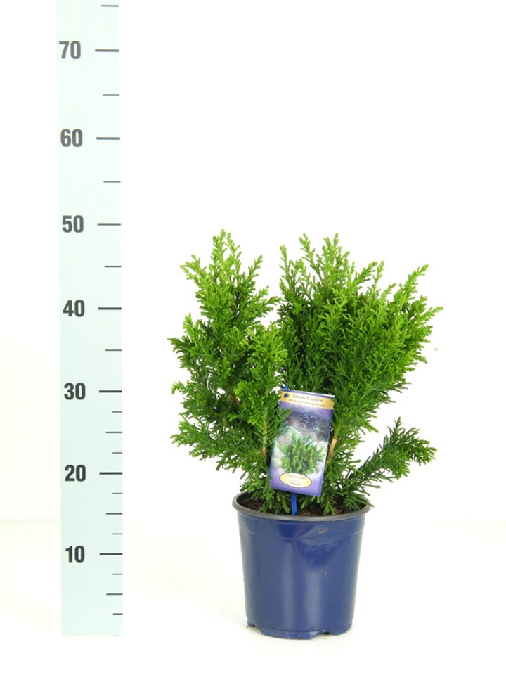 Puskiparisis bukasis (Lot Chamaecyparis o.) 'Draht' C2/P17 30-40 CM