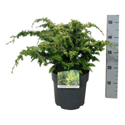 Puskiparisis bukasis (Lot Chamaecyparis o.) 'Fernspray Gold' C7/P24 40-50 CM
