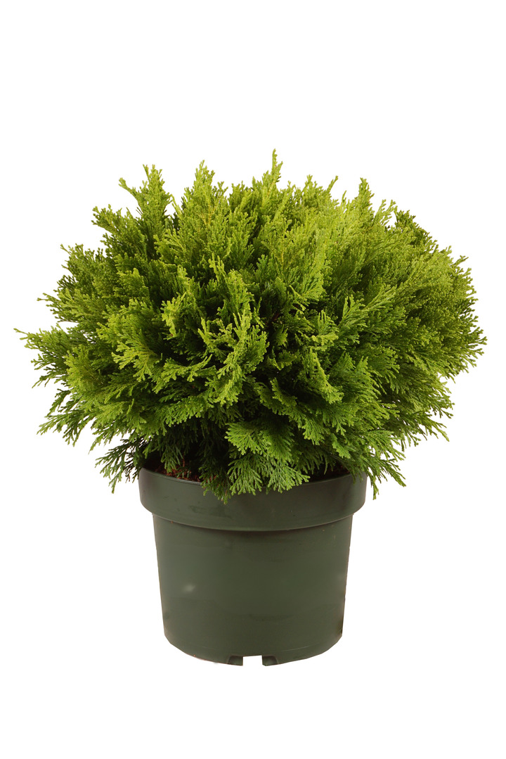 Puskiparisis bukasis (Lot Chamaecyparis o.) 'Kerdalo' C5/P23 25-30 CM
