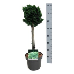 Puskiparisis bukasis (Lot Chamaecyparis o.) 'Nana Gracilis' C5 STIEBAS 40 CM