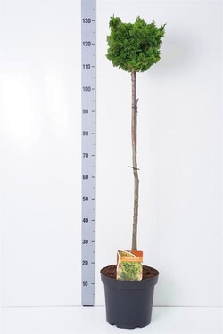 Puskiparisis bukasis (Lot Chamaecyparis o.) 'Nana Gracilis' C7,5 STIEBAS 70 CM