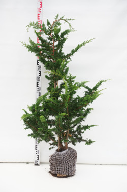 Puskiparisis bukasis (Lot Chamaecyparis o.) 'Teddy Bear' 80-100 CM RB