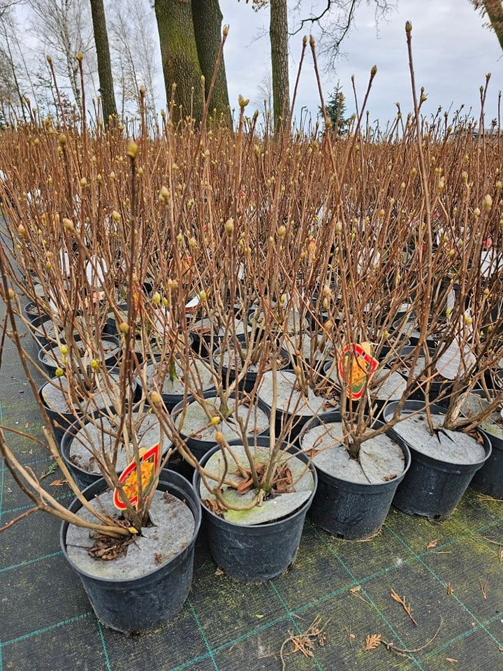 Azalija (Lot Azalea) 'KLONDYKE' C15-AZALIJOS-KRŪMAI