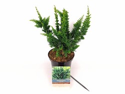 Puskiparisis bukasis (Lot Chamaecyparis o.) 'Teddy Bear' C2/P17 30-40 CM