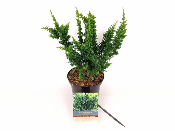 Puskiparisis bukasis (Lot Chamaecyparis o.) 'Teddy Bear' C2/P17 30-40 CM