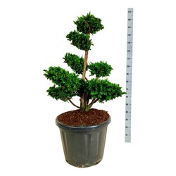 Puskiparisis bukasis (Lot Chamaecyparis o.) 'Teddy Bear' BONSAI 80-100CM C80
