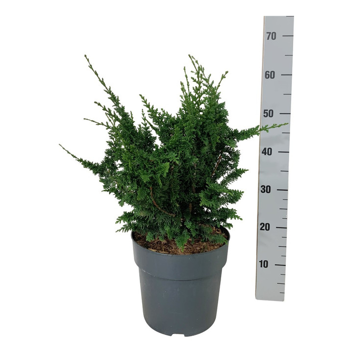 Puskiparisis bukasis (Lot Chamaecyparis o.) 'Teddy Bear' C7/P24 40-50 CM