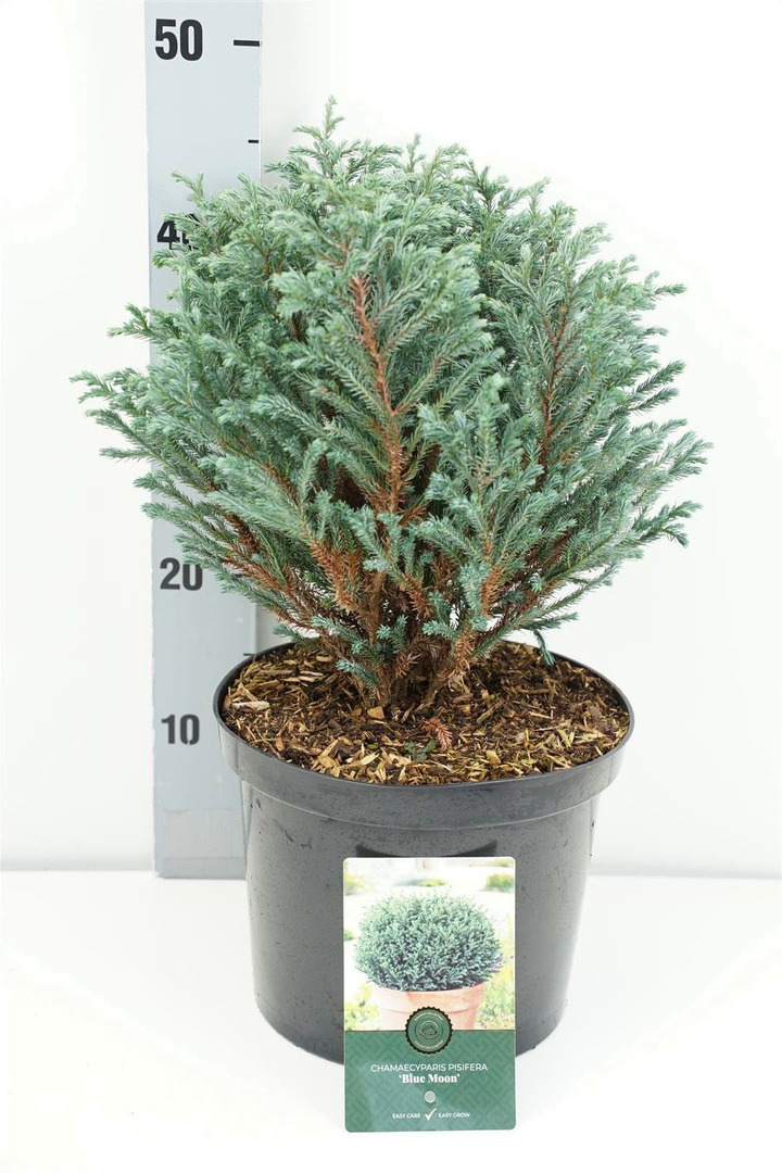 Puskiparisis žirniavaisis (Lot Chamaecyparis p.) 'Blue Moon' C5/P23 30-40 CM