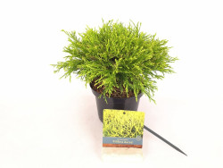 Puskiparisis žirniavaisis (Lot Chamaecyparis p.) 'Filifera Aurea' C2/P17 25-30 CM