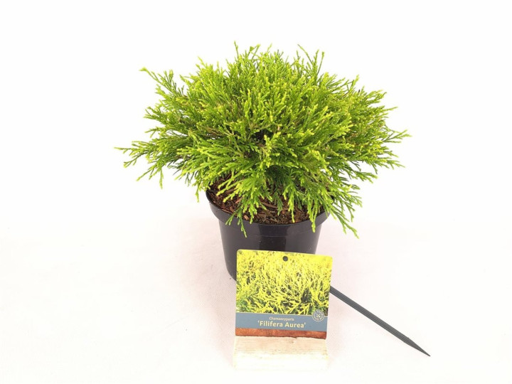 Puskiparisis žirniavaisis (Lot Chamaecyparis p.) 'Filifera Aurea' C2/P17 25-30 CM