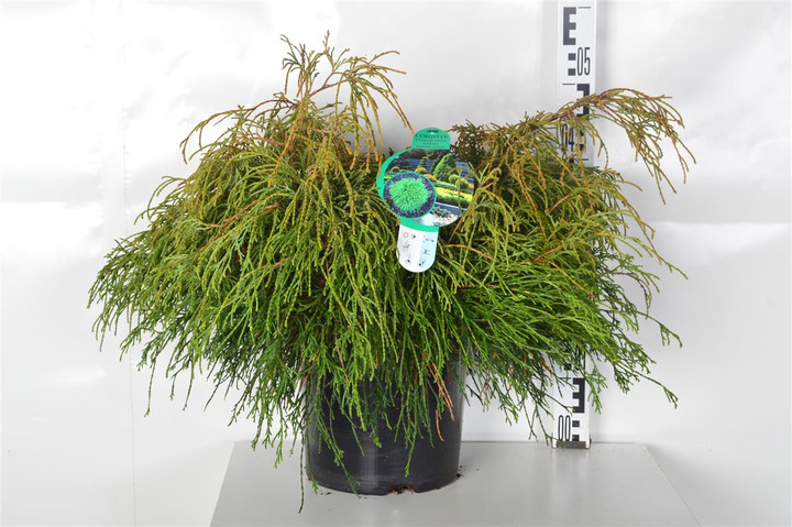 Puskiparisis žirniavaisis (Lot Chamaecyparis p.) 'Filifera Nana' C7,5/P26 50-60 CM