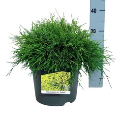 Puskiparisis žirniavaisis (Lot Chamaecyparis p.) 'Sungold' C7/P24 30-40 CM