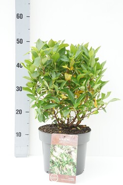 Alksnotis tikrasis (Lot Clethra alnif.) 'Hummingbird' C5/P23 40-50 CM