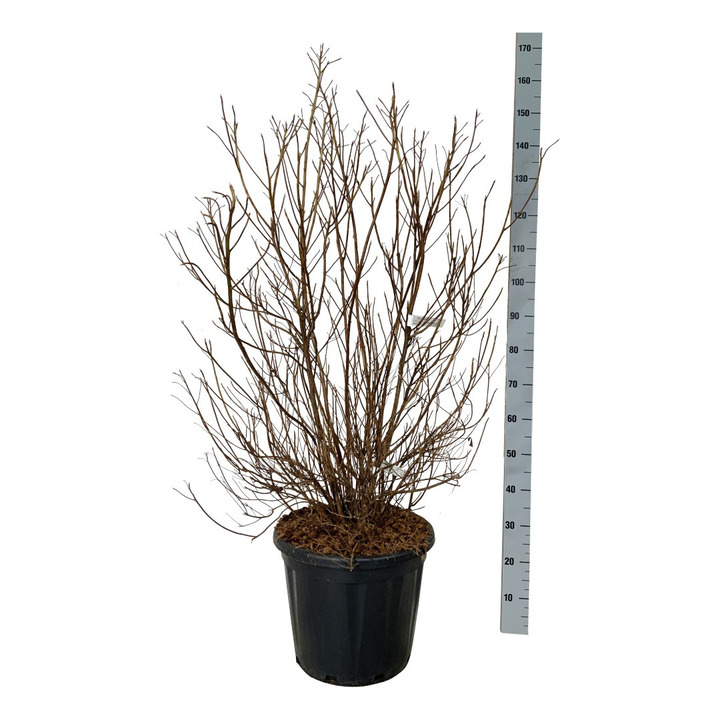 Alksnotis Barzdotasis (Lot Clethra barbinervis) C30 60-80 CM EXTRA