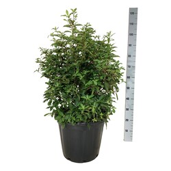 Alksnotis Barzdotasis (Lot Clethra barbinervis) C30 60-80 CM EXTRA - nuotrauka 2