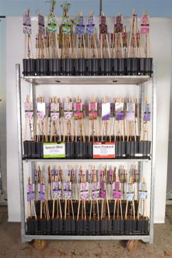 Raganė MIX (Lot Clematis in) C1,5 65CM 4ST (WAV) - nuotrauka 2