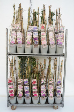 Raganė MIX (Lot Clematis in) C5/P23 70 CM 3-STICK