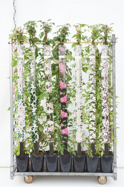 Raganė MIX (Lot Clematis in) C5/P23 150-175 CM