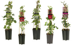 Vijokliniai MIX (Lot Climbers in) C1,5 65CM 4ST (WAV) Mix of Akebia, Campsis, Jasminum, Lonicera & Pyracantha