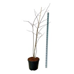 Posnis kentukinis (Lot Cladrastis kentukea) C55 175-200CM EXTRA