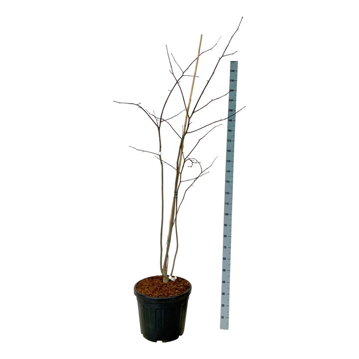 Posnis kentukinis (Lot Cladrastis kentukea) C55 175-200CM EXTRA