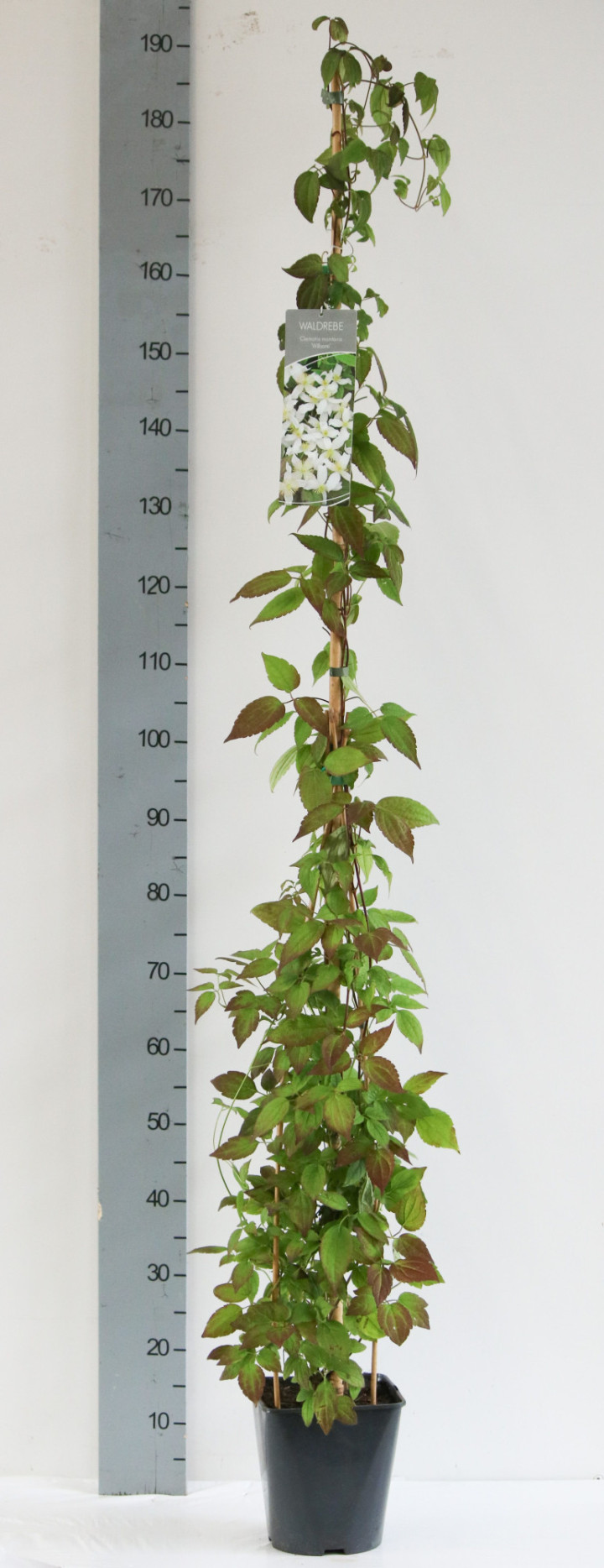 Raganė kalninė MIX (Lot Clematis montana) C5/P23 100-125 CM