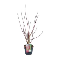 Sedula baltoji (Lot Cornus alba) 'Aurea' C2/P17 25-30 CM