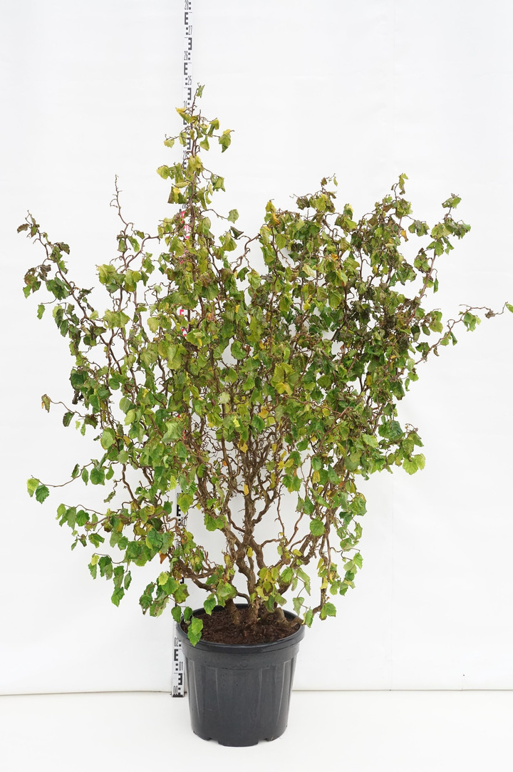 Lazdynas paprastasis (Lot Corylus a.) 'Medusa' C55 175-200CM EXTRA