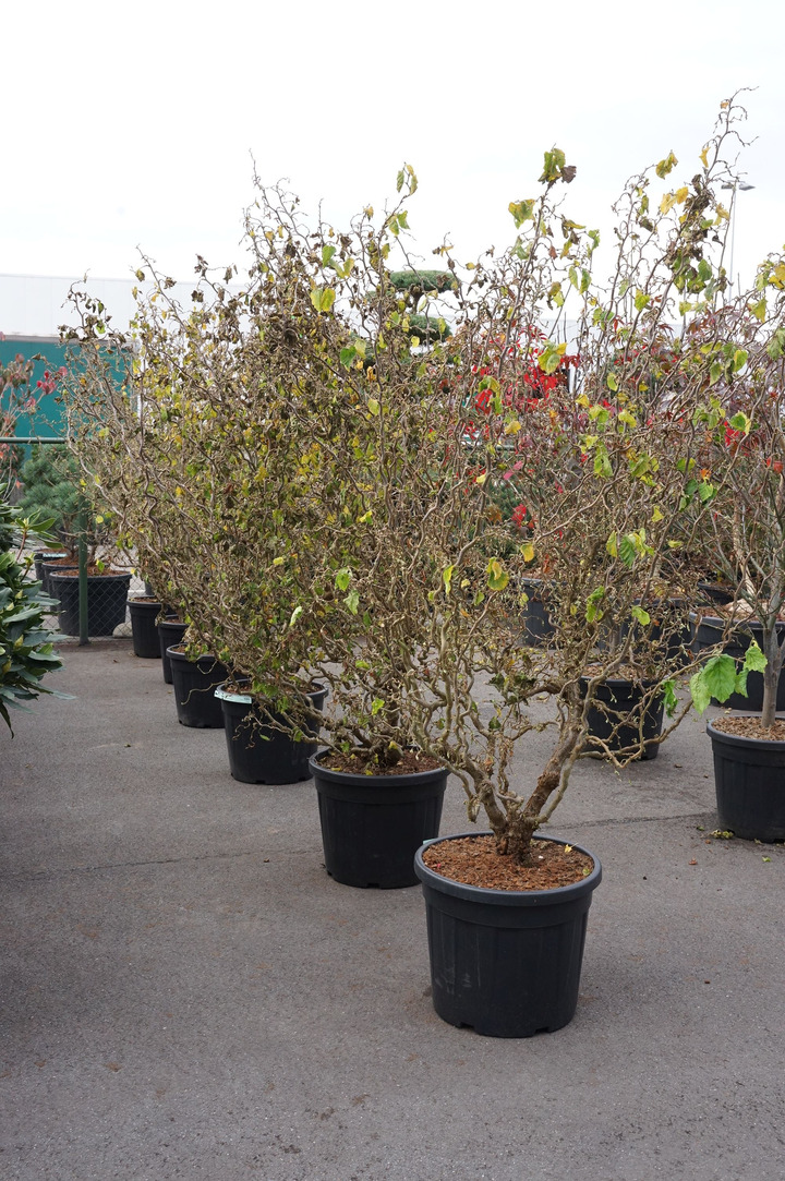 Lazdynas paprastasis (Lot Corylus a.) 'Medusa' C55 175-200CM EXTRA