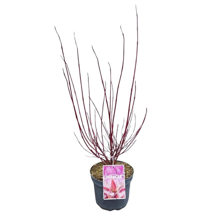 Sedula baltoji (Lot Cornus alba) 'Miracle' C3/P19 40-60 CM