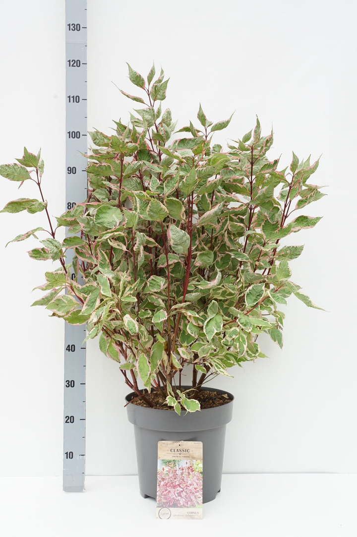 Sedula baltoji (Lot Cornus alba) 'Miracle' C12 80-100 CM