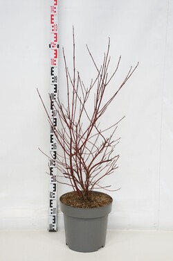 Sedula baltoji (Lot Cornus alba) 'Miracle' C15 80-100 CM