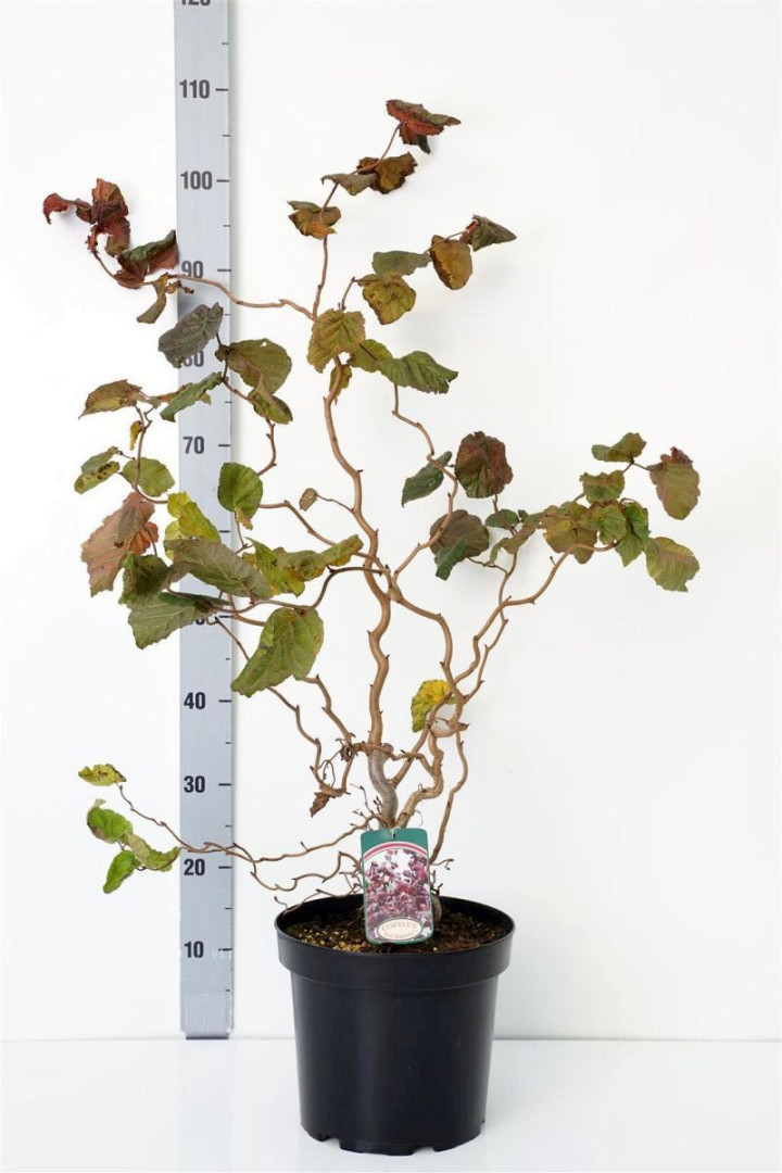 Lazdynas paprastasis (Lot Corylus a.) 'Red Majestic' C7,5/P26 80-100 CM