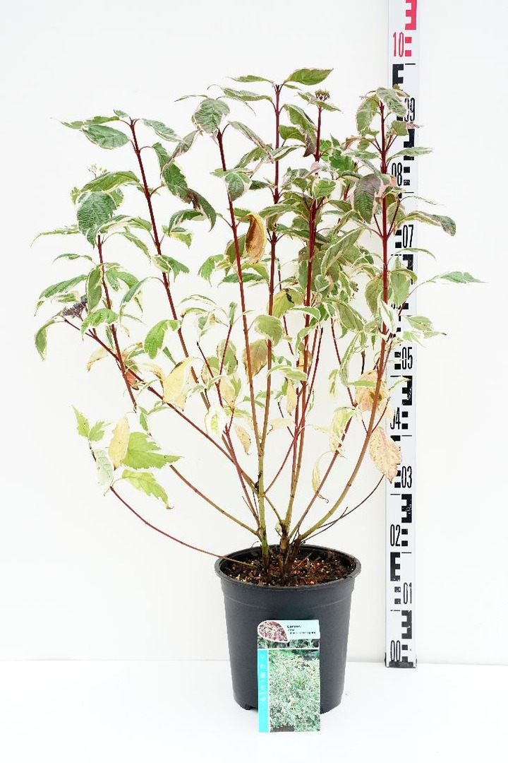 Sedula baltoji (Lot Cornus alba) 'Sibirica Variegata' C7/P24 50-60 CM