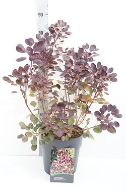 Pūkenis europinis (Lot Cotinus cogg.) 'Lilla' C10 40-50 CM