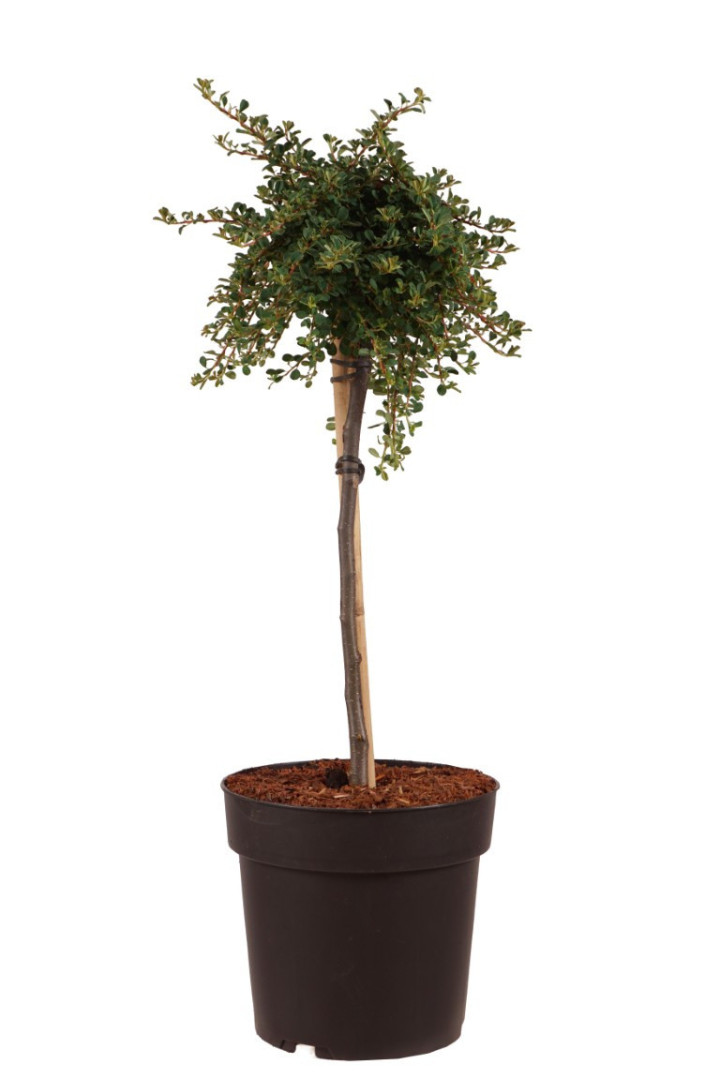Kaulenis Suspaustasis (Lot Cotoneaster congestus) C5 STIEBAS 60 CM