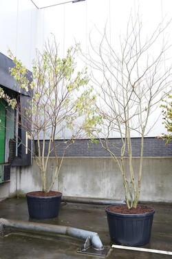 Sedula grakščioj (Lot Cornus controversa) C290 350-400 CM DAUGEKAMIENIS - nuotrauka 2