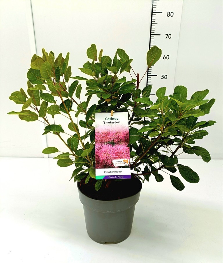 Pūkenis europinis (Lot Cotinus cogg.) C5/P23 50-60 CM
