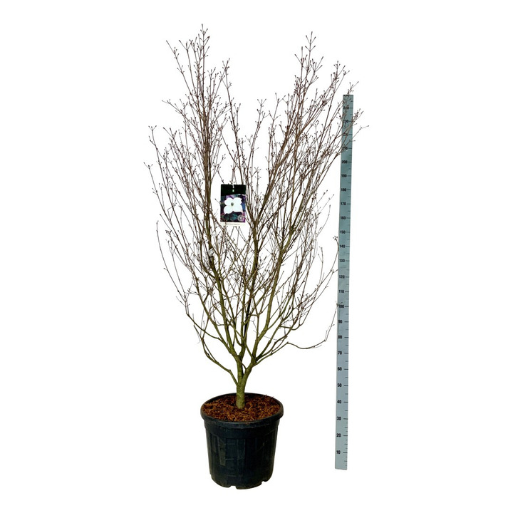 Sedula japoninė (Lot Cornus kousa) 'Cappuccino' C55 200-225 CM EXTRA