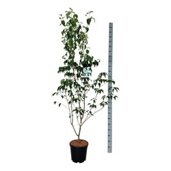 Sedula japoninė (Lot Cornus kousa) 'China Girl' C15 175-200 CM