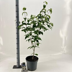 Sedula japoninė (Lot Cornus kousa) 'Milky Way' C7,5/P26 50-60 CM