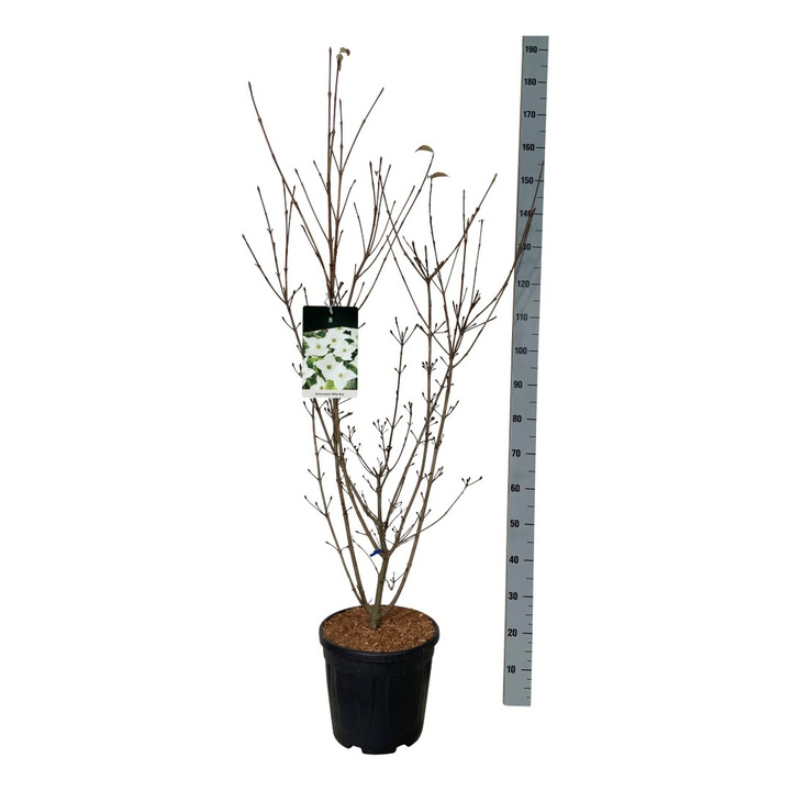 Sedula japoninė (Lot Cornus kousa) 'Milky Way' C15 100-125 CM