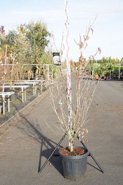 Sedula japoninė (Lot Cornus kousa) 'Robert's Selectie' C30 150-175 CM