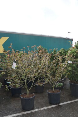 Sedula japoninė (Lot Cornus kousa) 'Satomi' C55 125-150CM EXTRA - nuotrauka 2