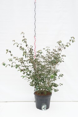 Sedula japoninė (Lot Cornus kousa) 'Wieting's Select' C55 125-150CM EXTRA