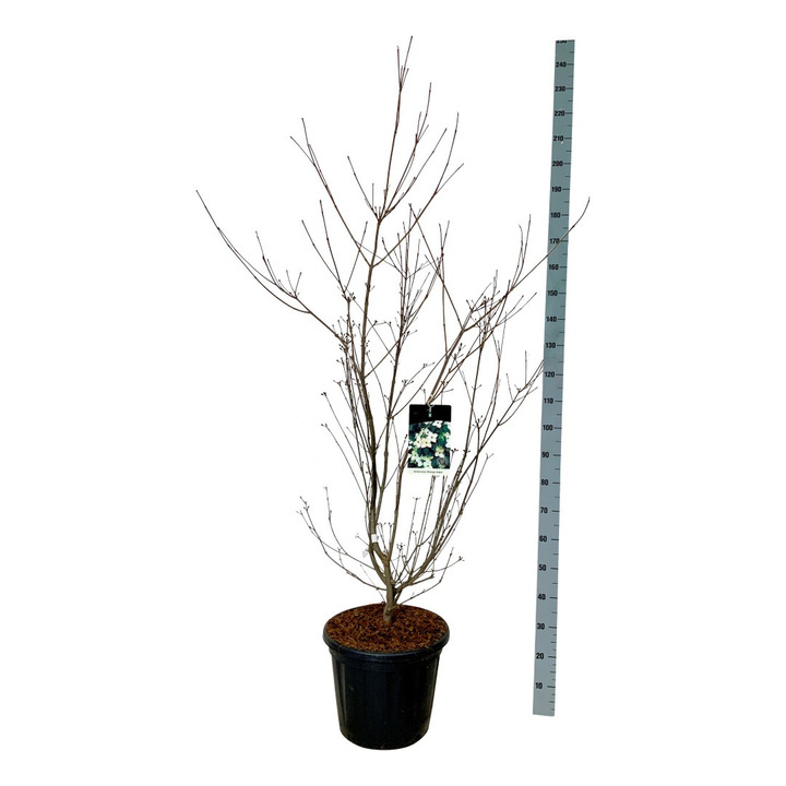 Sedula japoninė (Lot Cornus kousa) 'Wieting's Select' C30 125-150CM EXTRA