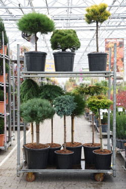 Spygliuočiai MIX (Lot Conifers in) MIX CC STEMS